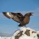 Українські полярники зі станції "Академік Вернадський" встановили рекорд