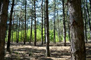 Директор лісгоспу на Миколаївщині засіяв ліс сільськогосподарськими культурами