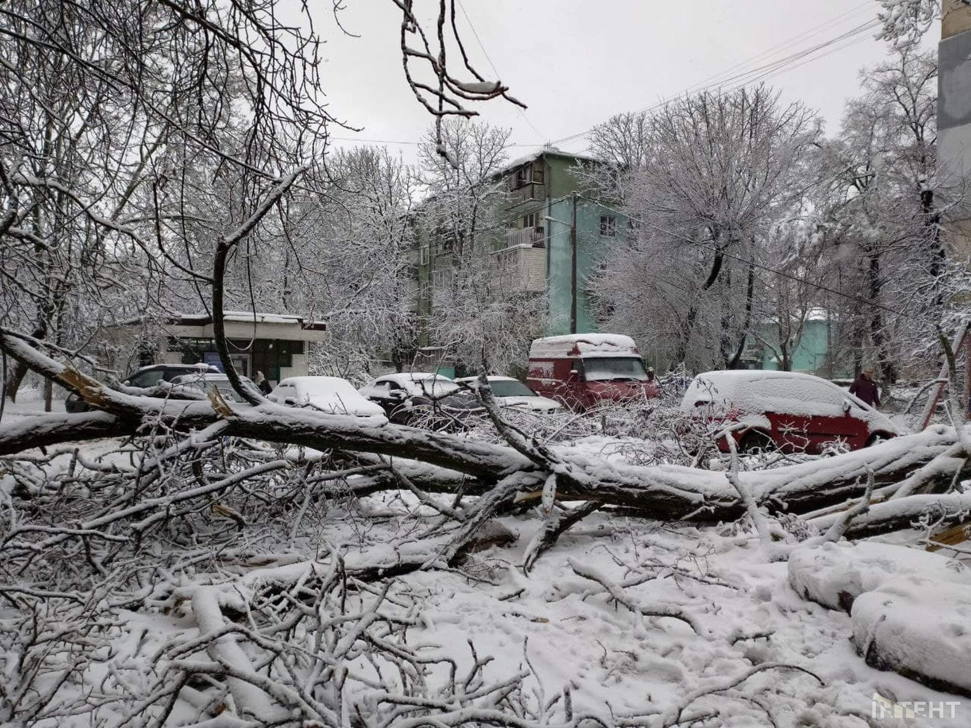 Із казки в лихо: снігопад повалив дерева та завдав одеситам збитків