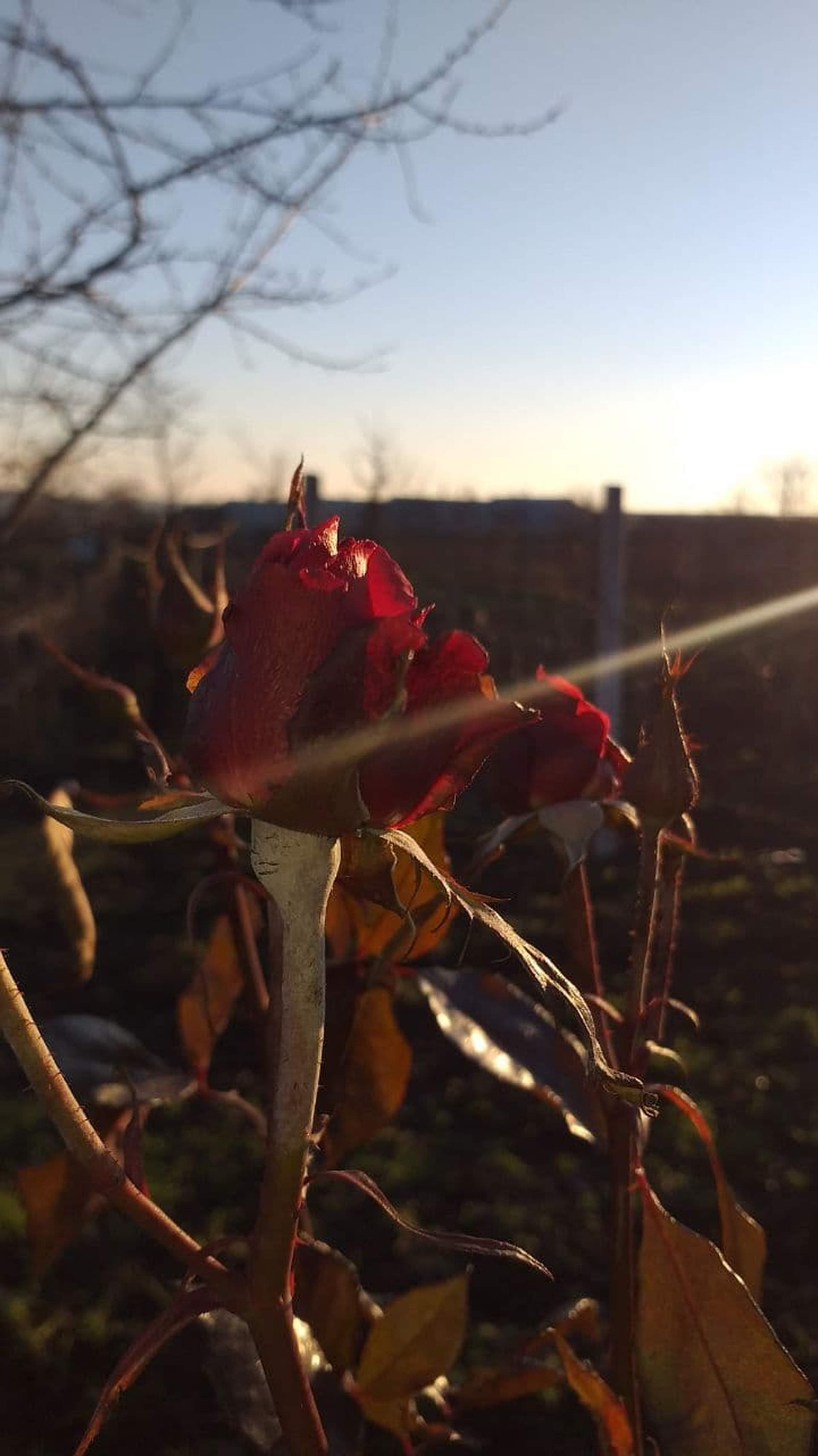 Зимові квіти: через аномально теплу погоду на Одещині зацвіли троянди