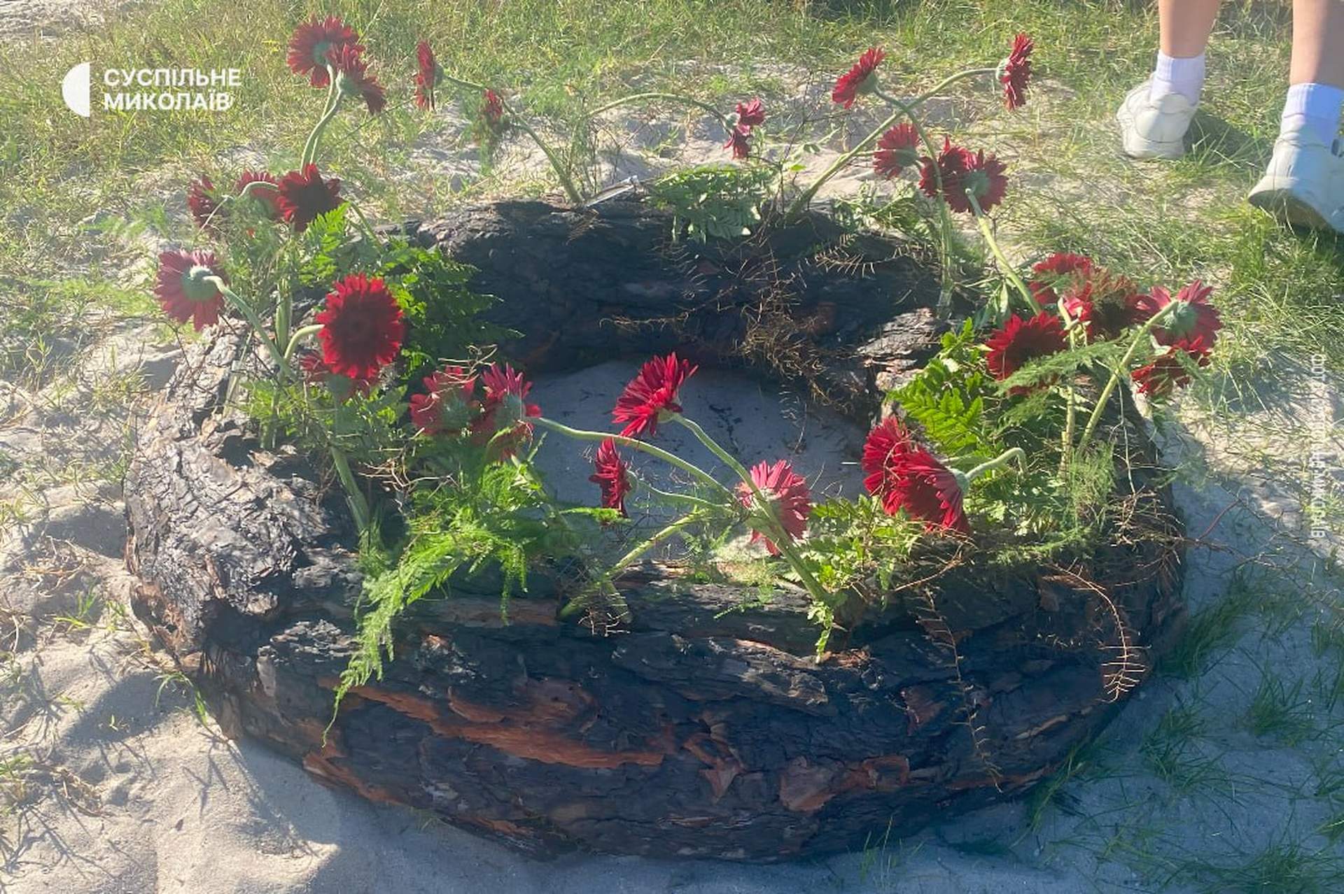 Попри війну: у Миколаєві провели фестиваль музики і квітів та  концерт до Дня ВМС України