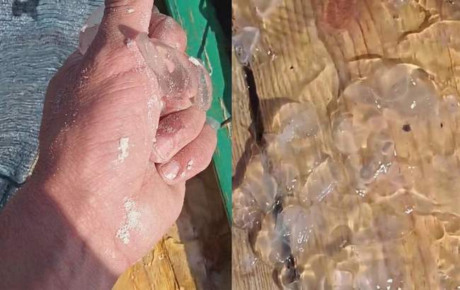 Сітки рибалок забиті медузами. ФОТОКОЛАЖ: Інтент