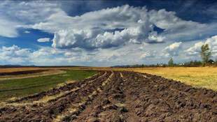 Mykolaiv region land brought almost UAH 900 million to the budget