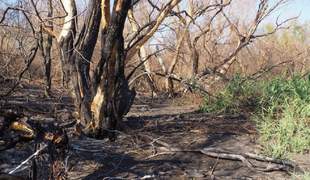 На дні Каховського водосховища росте ліс із рекордною швидкістю