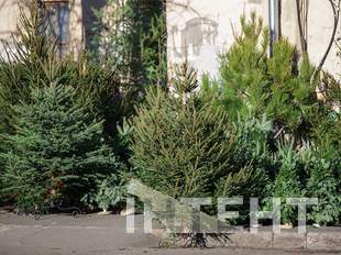 Скільки коштують ялинки в Одесі