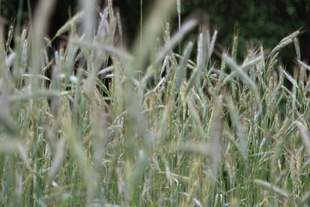 Болгарські аграрії погрожують блокувати фури з українським зерном в пунктах пропуску