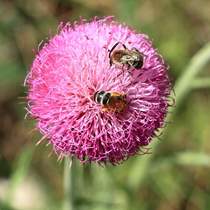 Bees