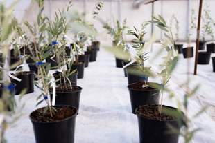 На Херсонщині планують вирощувати оливки