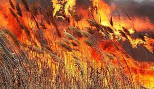 Падіння російського дрона нашкодило Дунайському заповіднику на 130 мільярдів