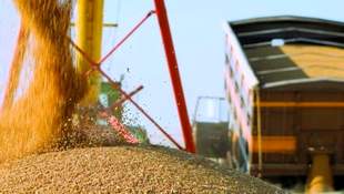 Суд зняв обвинувачення з депутата Очаківської міськради у справі про розкрадання зерна