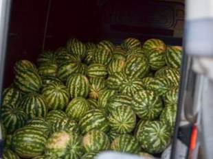 На Черкащину відправили дві тисячі тонн херсонських кавунів
