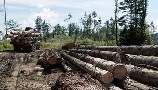 Unidentified persons cut down one and a half hundred trees in Mykolaiv region during the holidays