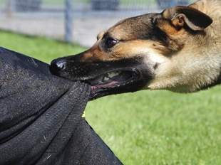 У Миколаєві кількість звернень від укусів собаками зросла майже вдвічі