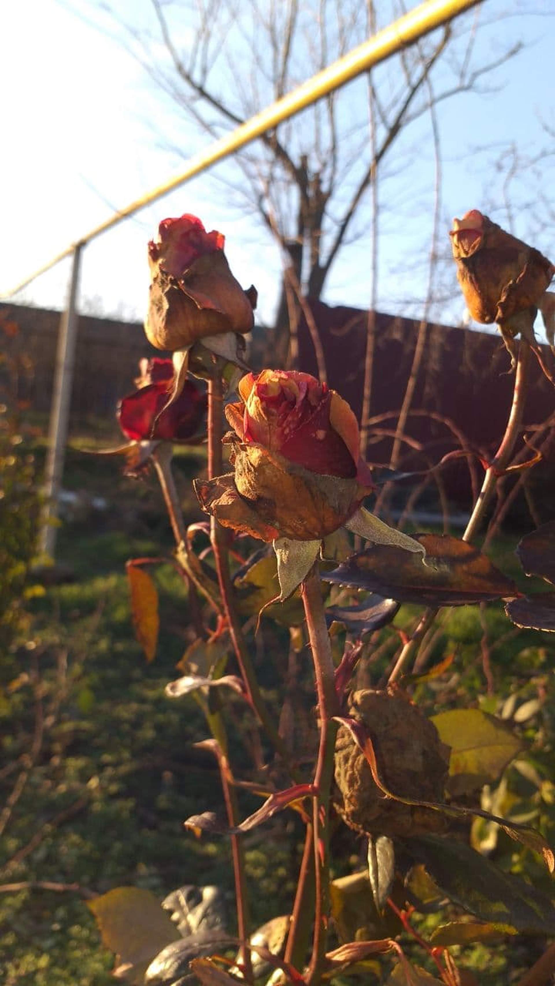 Зимові квіти: через аномально теплу погоду на Одещині зацвіли троянди