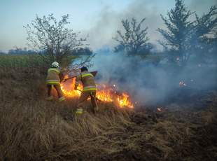 В Николаевской области ликвидировали лесной пожар