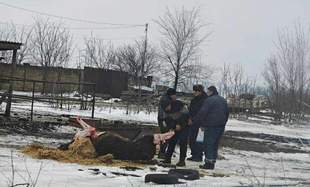 Полиция начала производство из-за убитой лошади в Одесской области