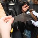 В одеському парку вперше випустили реабілітованих кажанів