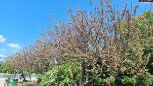 В Криму через заморозки страждають садівники