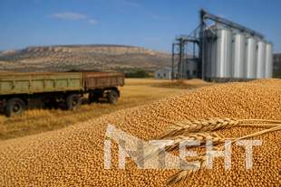 У Криму зерно продають нижче собівартості: фермери відмовляються сіяти