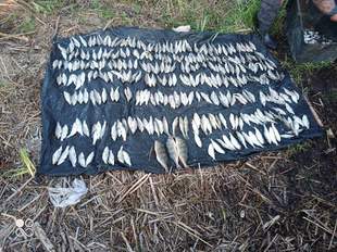 Браконьєри на Миколаївщині наловили риби на понад два мільйони гривень