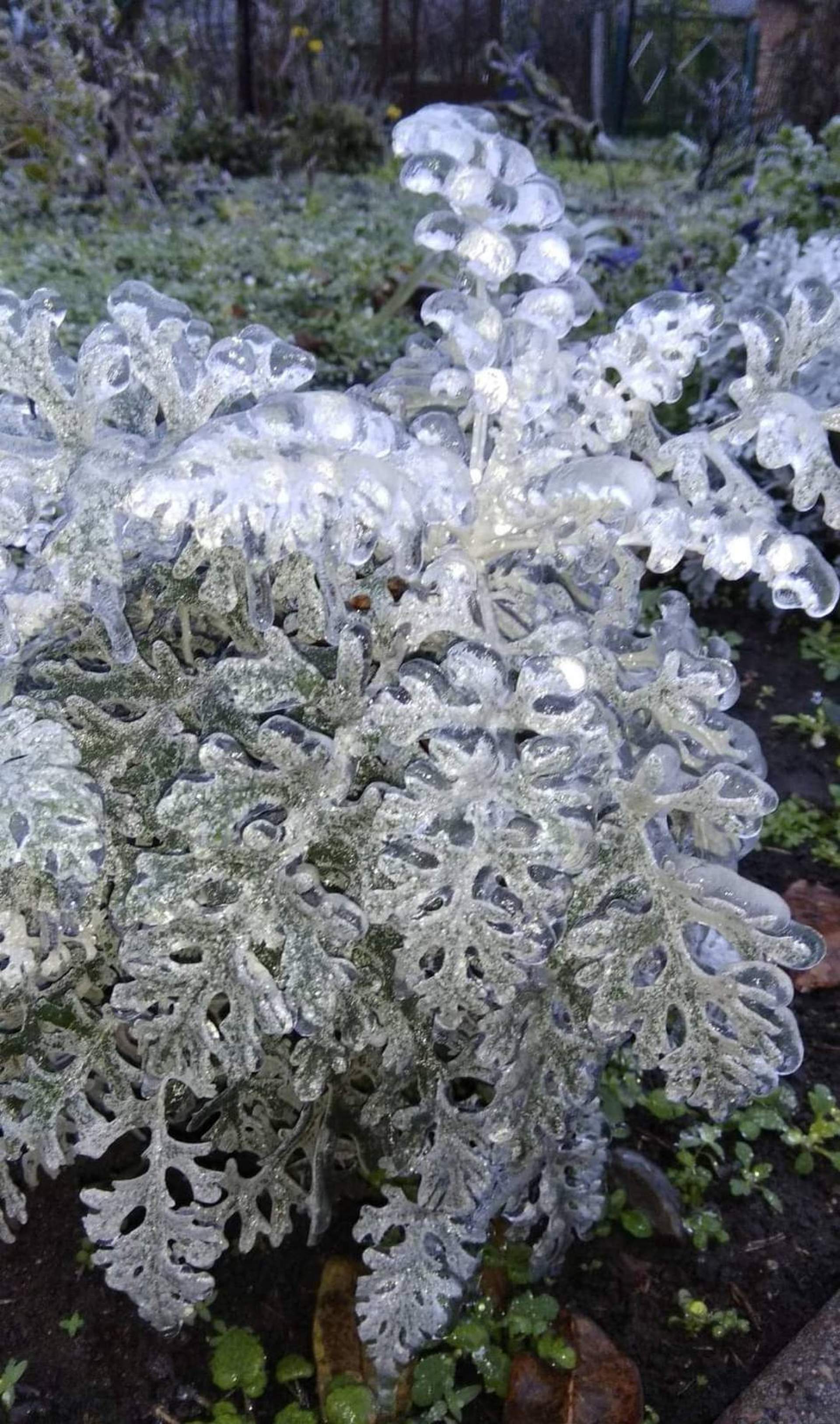 Квіти наче в склі: на Одещині різко знизилася температура