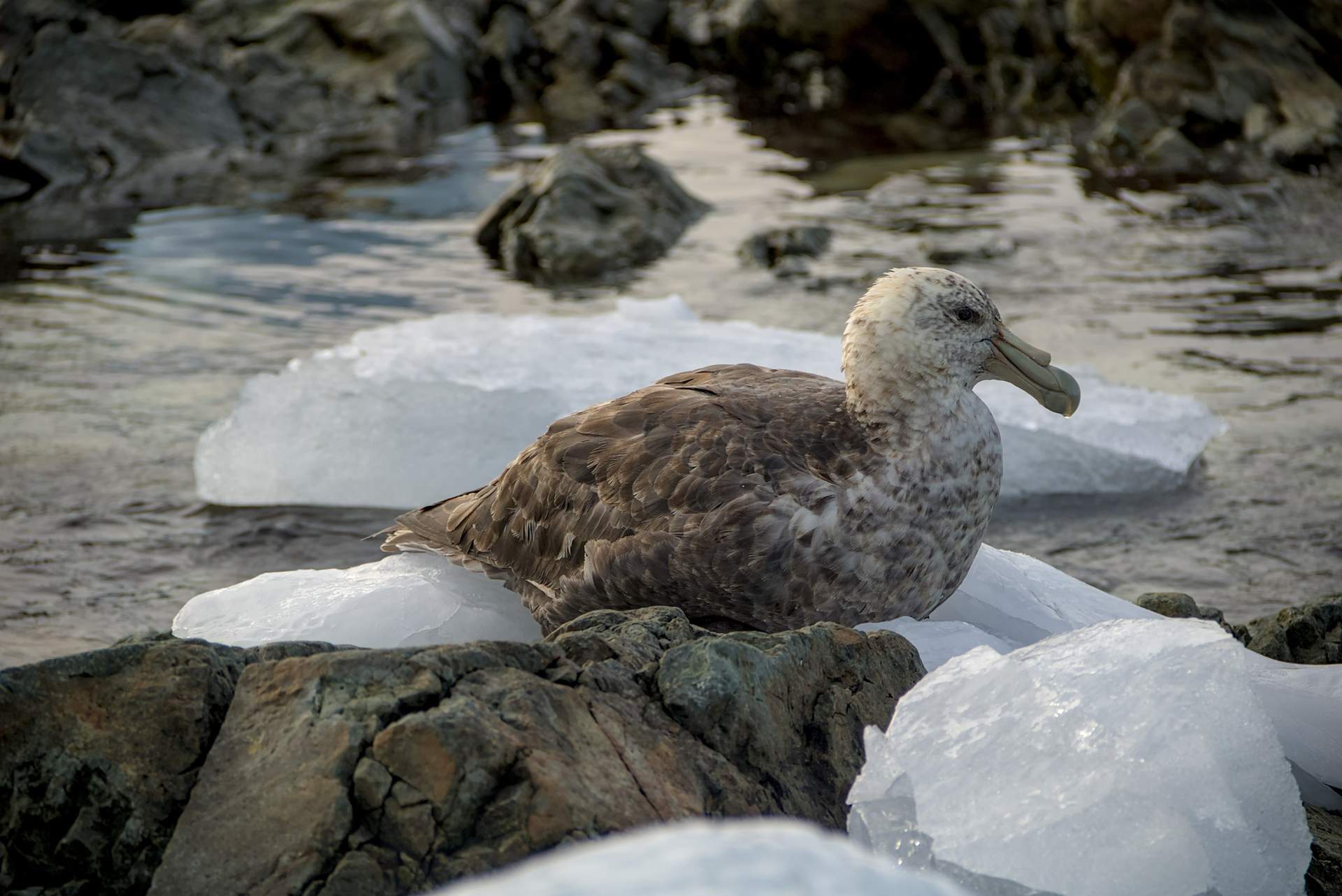 Українські полярники зі станції "Академік Вернадський" встановили рекорд