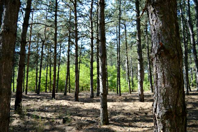 Лісове господарство. ФОТО: Wikipedia