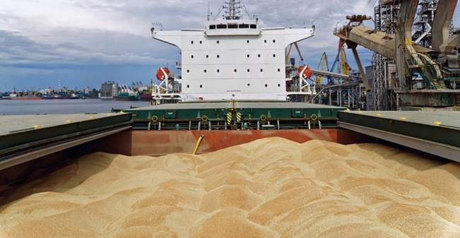 Українське зерно. ФОТО: usm.media