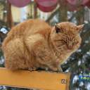 Как усатые жители Лузановки справляли новоселье