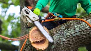 Half a million planned for tree trimming in Mykolaiv region