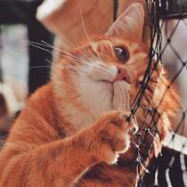 порятунок кота