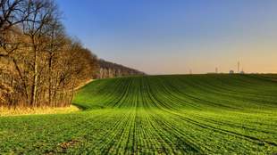 На Миколаївщині приватизували 27 гектарів земель, наданих в оренду