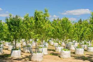 Mykolaiv to buy 2.5 million worth of saplings from a newly established sole proprietor from Kyiv region