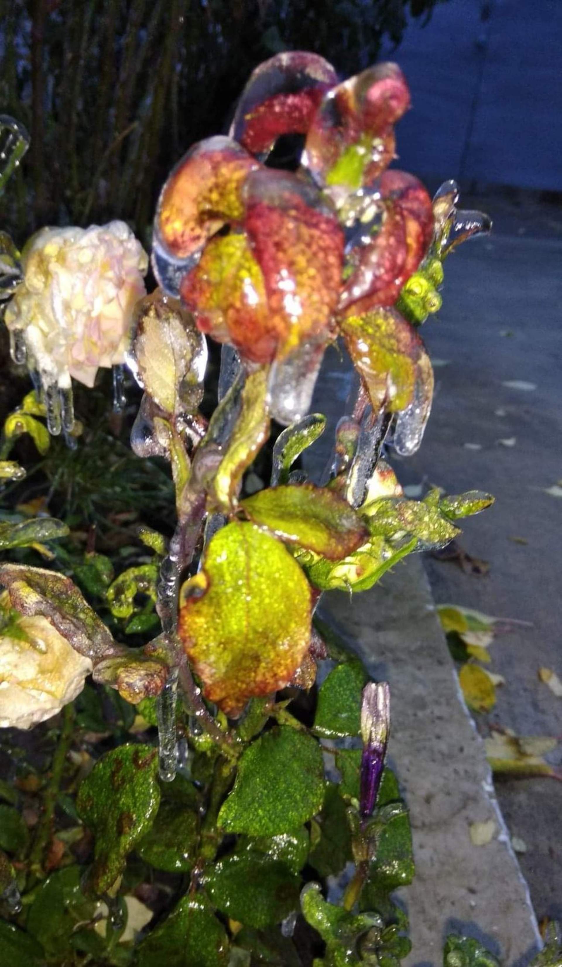 Квіти наче в склі: на Одещині різко знизилася температура