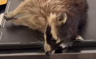 Активисты пожаловались в полицию из-за енота в биопарке матери депутата