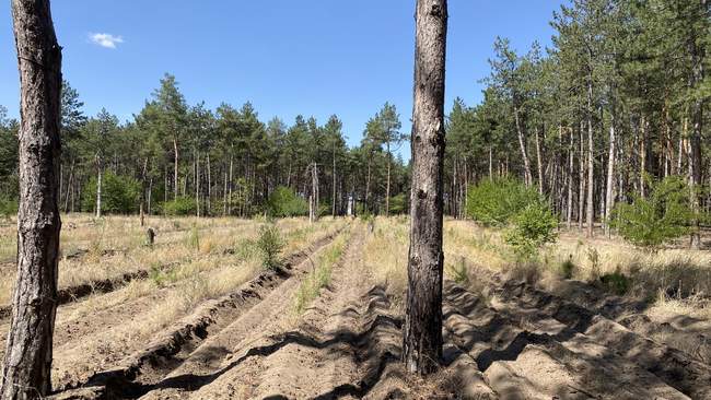 Вознесенський ліс. ФОТО: Суспільне Миколаїв