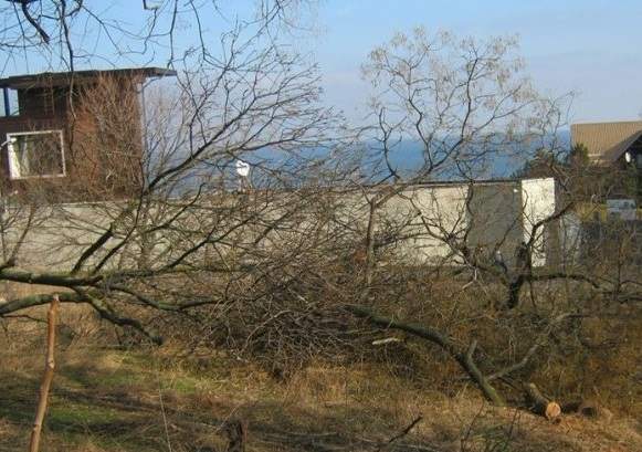 Одесский горсовет просит полицию выяснить, кто спилил полсотни деревьев на Трассе здоровья