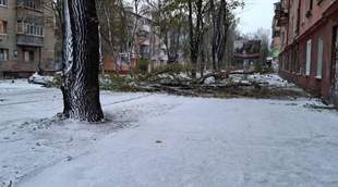 Вітер повалив у Херсоні вісімнадцять дерев
