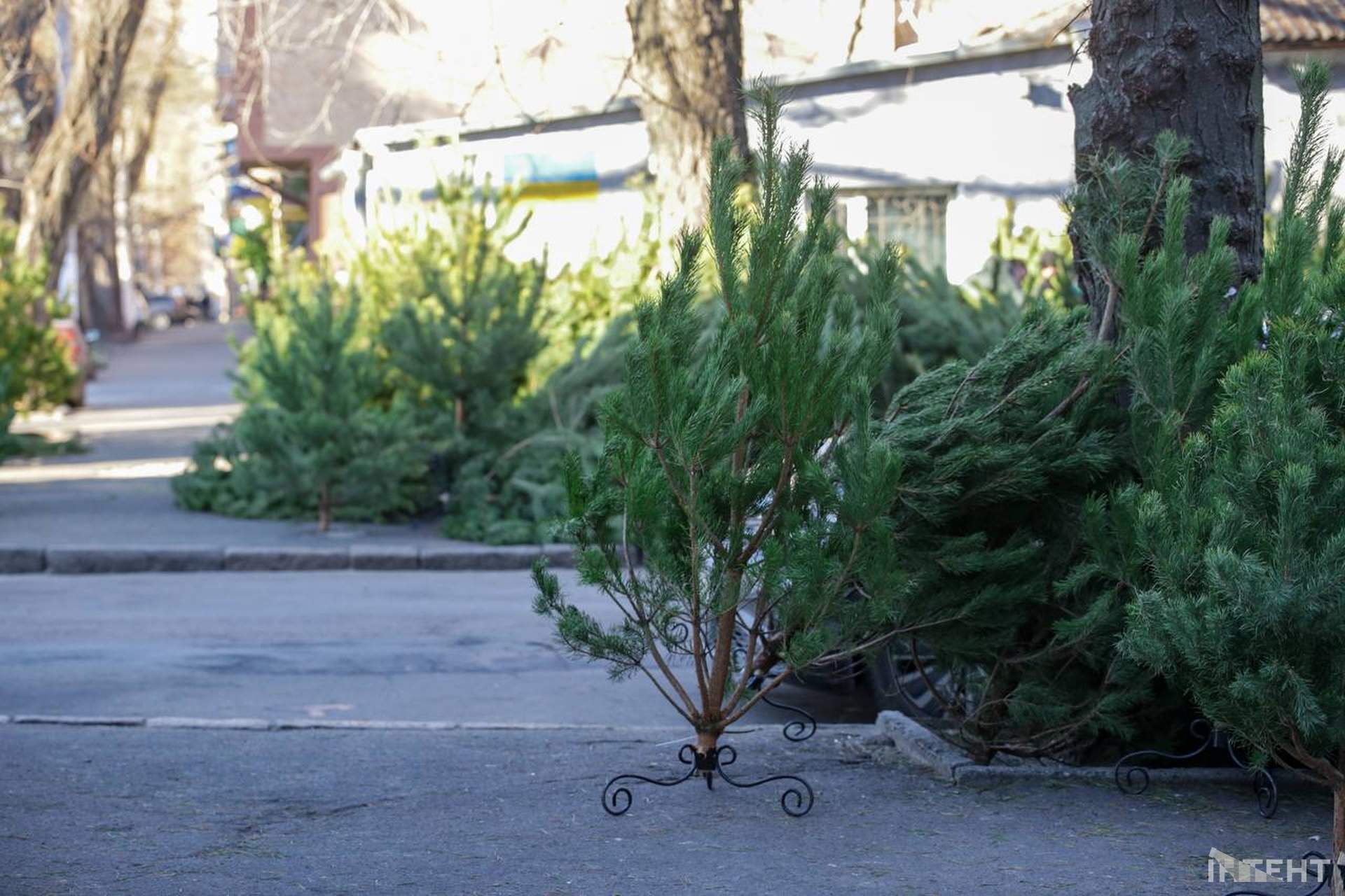 Скільки коштують ялинки в Одесі