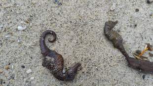 Эколог обвинил власти Одессы в сокрытии причин гибели морских коньков