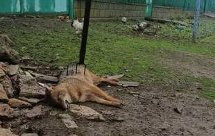 National Park in Odesa region accuses police of refusing to respond to report of jackal murder