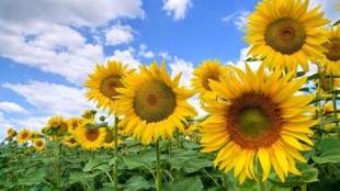 In the case of sunflower theft in the Mykolaiv region, the investigation led to Odesa
