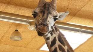 На территории, план которой еще не утвердили одесские депутаты, уже строится частный зоопарк