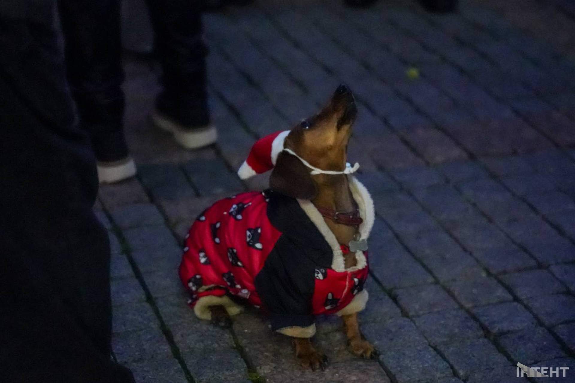 В Одесі запалили головну новорічну ялинку міста