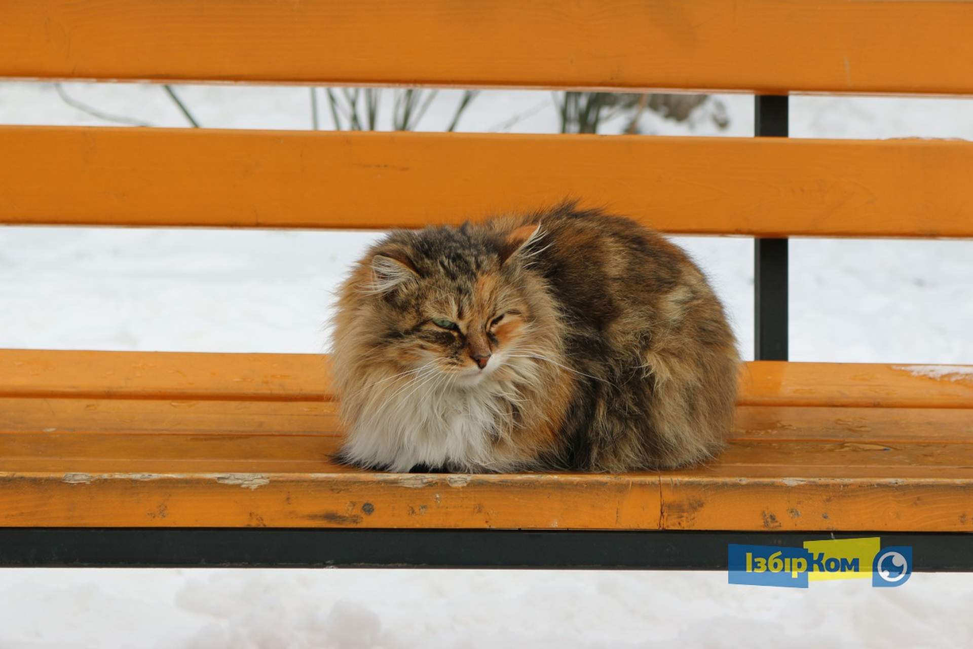 Как усатые жители Лузановки справляли новоселье