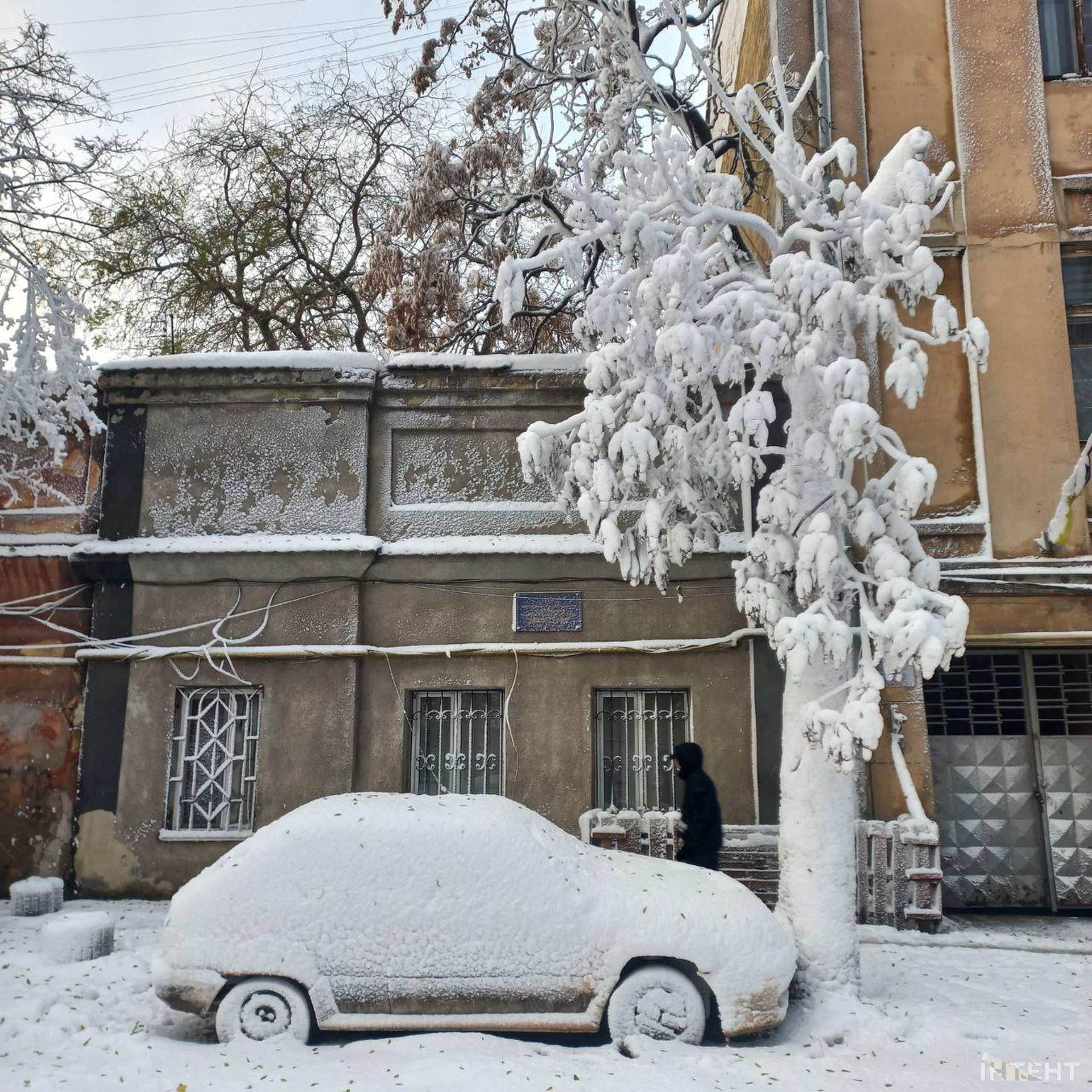 Повалені дерева та засніжена Одеса у світлинах Інтента