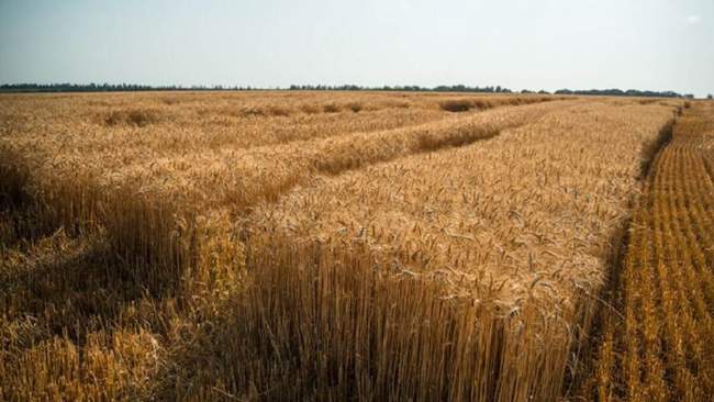 ФОТО: SuperAgronom.com