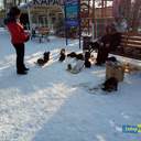 Снег в Одессе: катание на санках и прогулки к морю