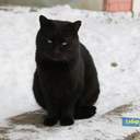 Как усатые жители Лузановки справляли новоселье