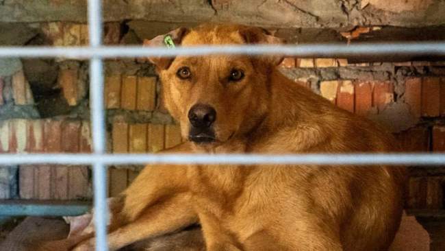 Притулок МКП “Гарантія” ФОТО: Херсонська МВА